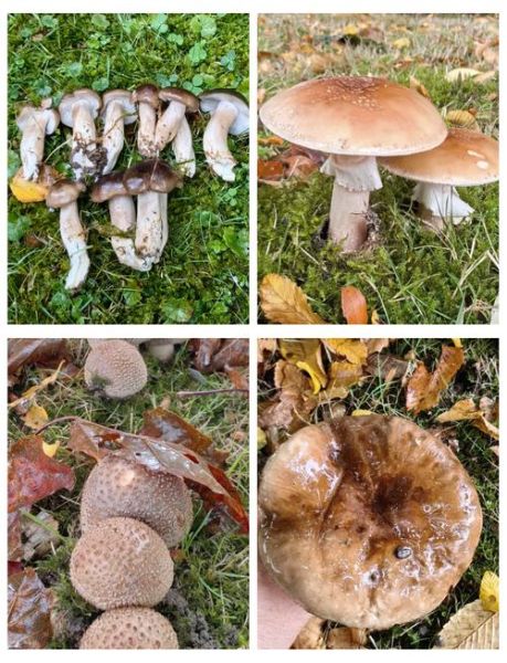 蘑菇种类大全及图片_常见可食用蘑菇有哪些