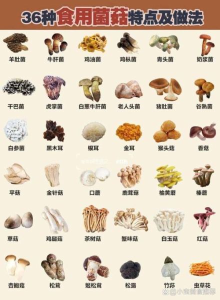 蘑菇种类大全及图片_常见可食用蘑菇有哪些