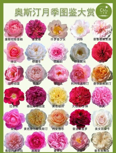 月季图片大全大图_月季品种高清图鉴