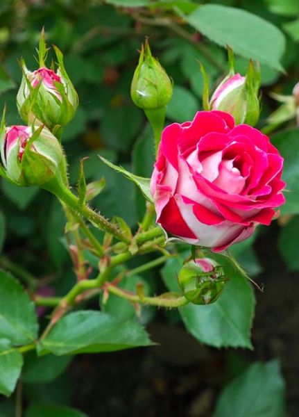 月季图片大全大图_月季品种高清图鉴