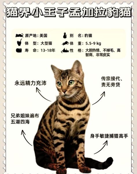 猫科动物图片大全_如何分辨豹猫与家猫