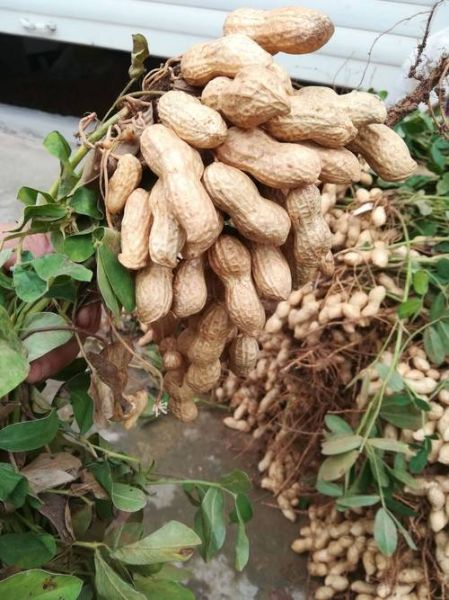 花生图片大全大图_哪里可以找到高清花生图