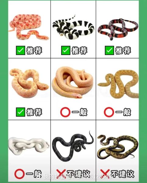 蛇照片大全图片_蛇类高清图鉴怎么拍