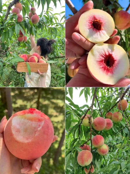 梦到摘桃子吃是什么意思_周公解梦桃子象征