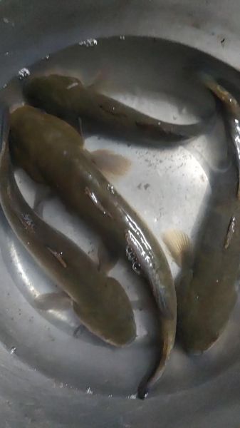 土鱼图片大全_土鱼长什么样