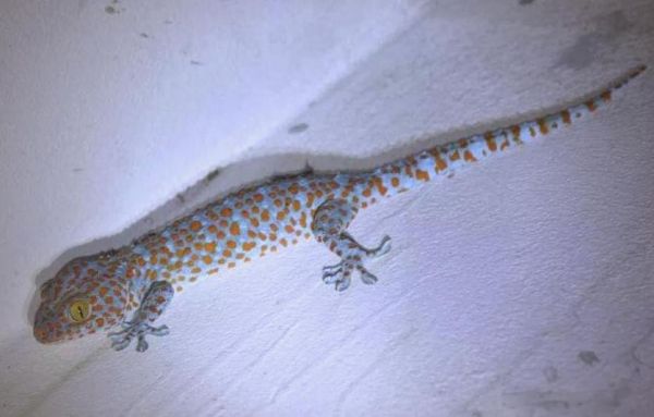 怀孕梦到壁虎什么预兆_孕妇梦见壁虎生男生女