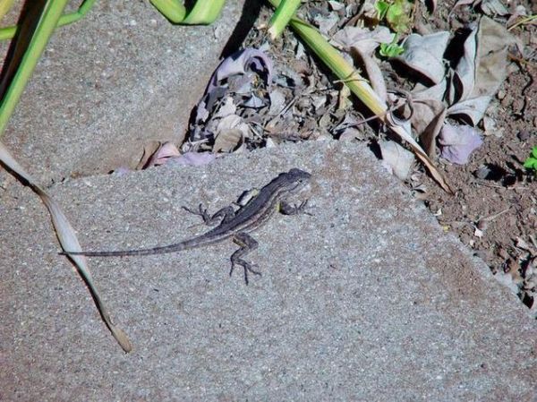 怀孕梦到壁虎什么预兆_孕妇梦见壁虎生男生女