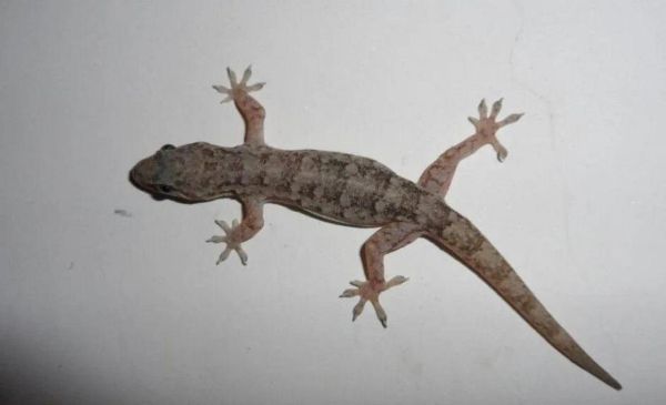 怀孕梦到壁虎什么预兆_孕妇梦见壁虎生男生女