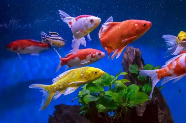 五彩鱼图片大全_如何挑选高清壁纸