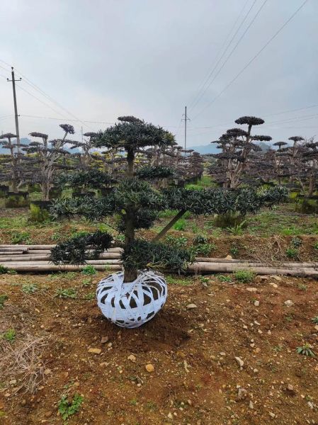 造型树图片大全_如何挑选适合自家庭院的造型树