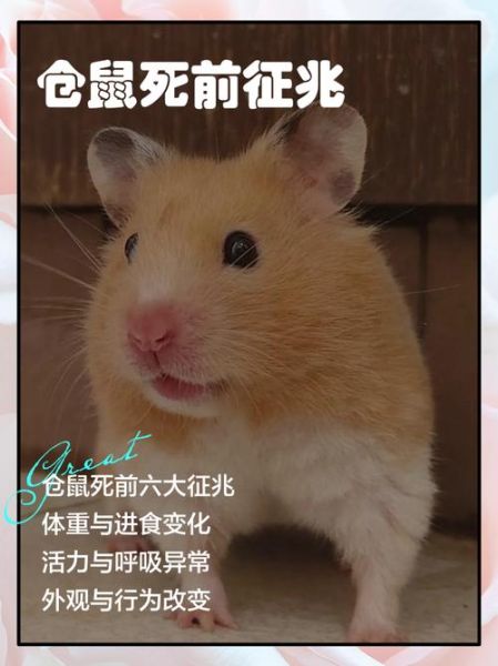 梦到仓鼠是什么意思_仓鼠在梦里代表什么