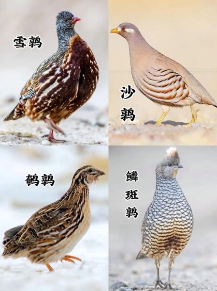 梦到鹌鹑是什么意思_鹌鹑在梦里代表什么