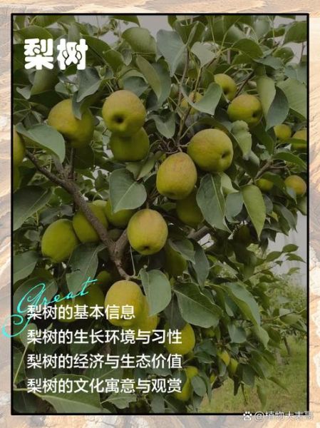 梦到梨树是什么意思_梨树梦境解析