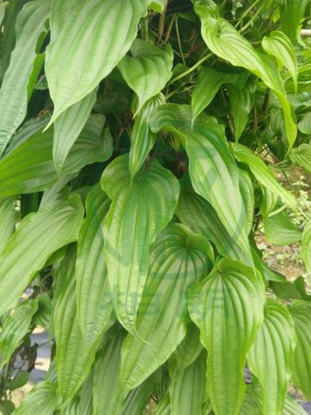 百草图片大全有哪些_如何快速识别常见中草药