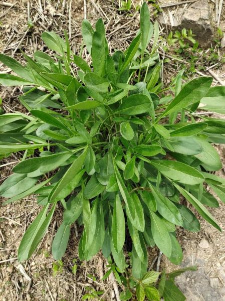 百草图片大全有哪些_如何快速识别常见中草药