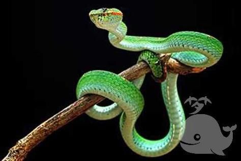 梦到龙和蛇是什么意思_梦见龙蛇同时出现代表什么