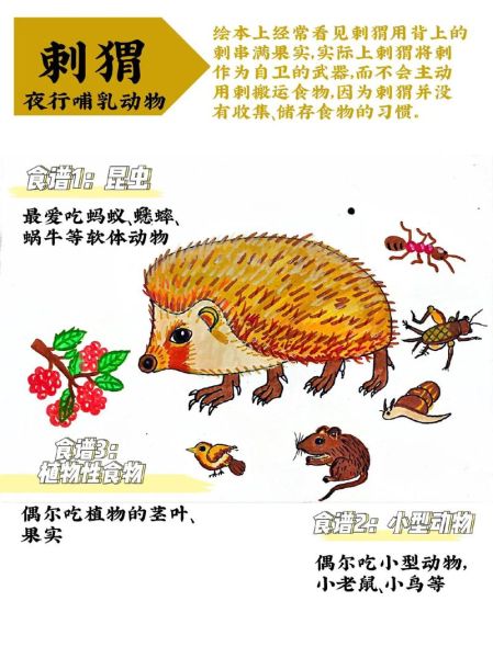 刺猬图片大全_刺猬怎么养