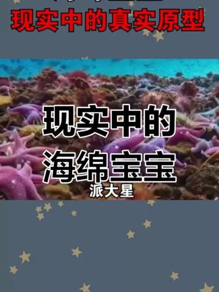 海绵宝宝人物介绍_海绵宝宝原型是谁