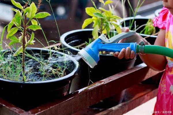 植物浇水频率怎么掌握_浇水图片大全哪里找