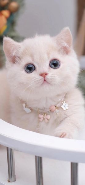 小猫咪图片大全可爱_如何挑选最萌瞬间