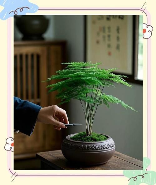 文竹造型图片大全_如何修剪文竹造型