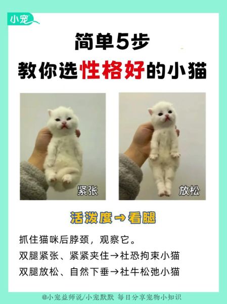 小猫咪图片大全可爱_如何挑选最萌瞬间