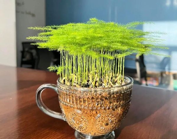 文竹造型图片大全_如何修剪文竹造型