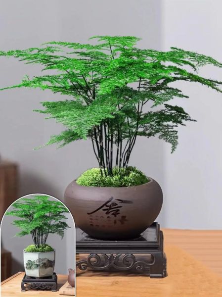 文竹造型图片大全_如何修剪文竹造型