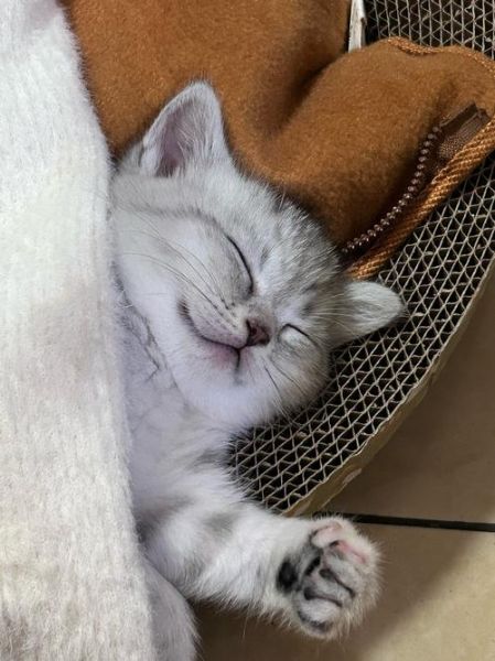 小猫咪图片大全可爱_如何挑选最萌瞬间