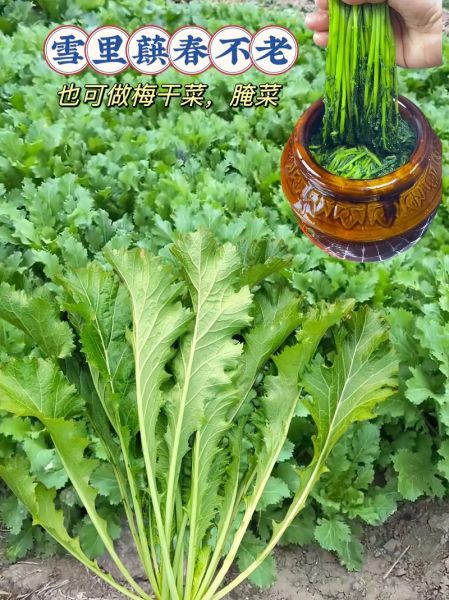 雪菜图片大全_雪菜长什么样