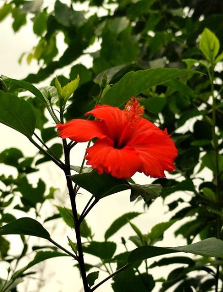 药材花卉图片大全_哪些花可入药