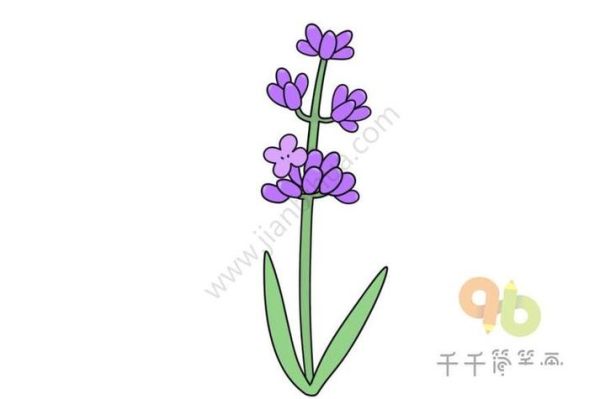 薰衣草简笔画怎么画_薰衣草简笔画图片大全