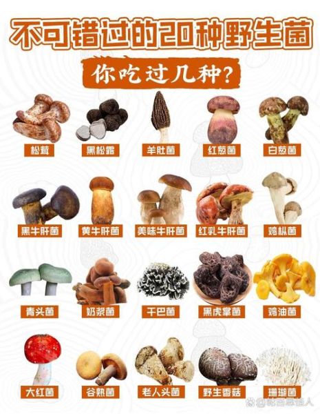 菌类大全名称_野生菌图片识别方法