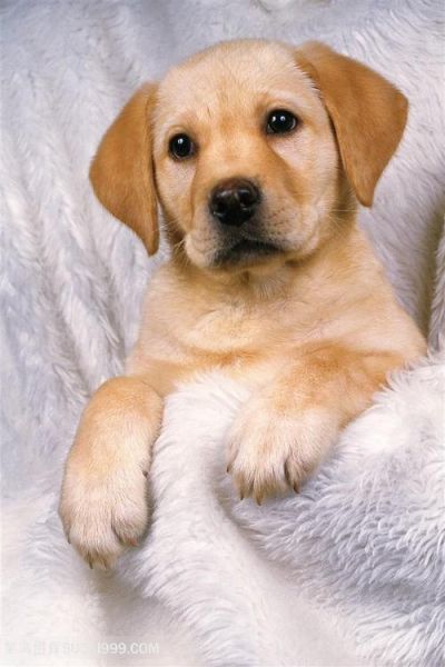 狗狗图片大全哪里找_狗狗图片大全怎么下载