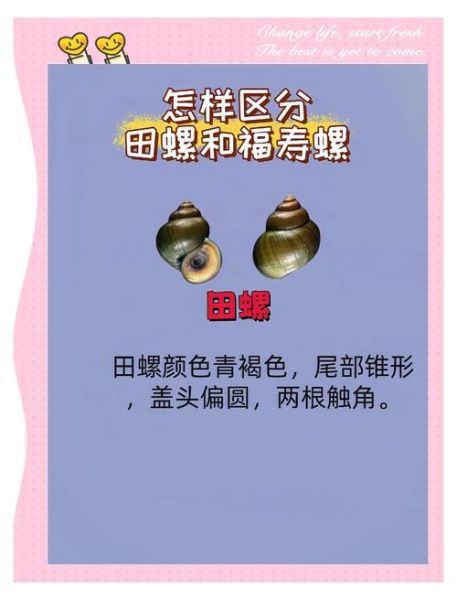 田螺图片大全大图_如何分辨田螺品种