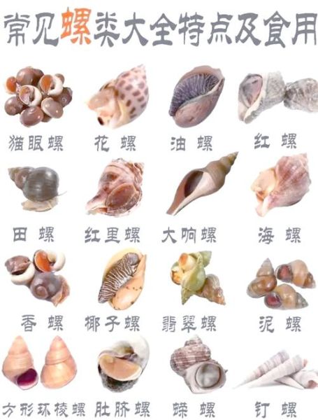 田螺图片大全大图_如何分辨田螺品种