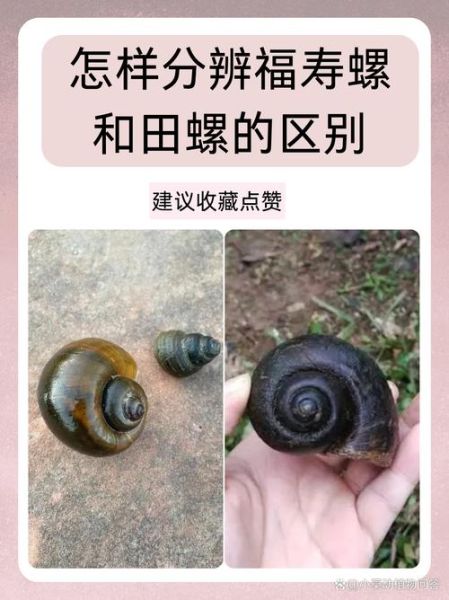 田螺图片大全大图_如何分辨田螺品种