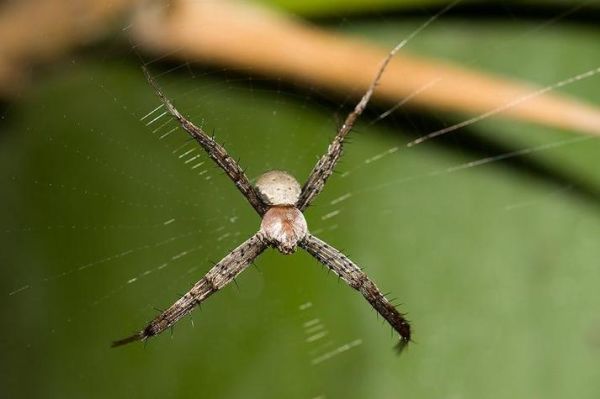 梦到蜘蛛是什么意思_梦见蜘蛛好不好