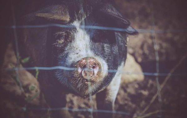 梦到黑猪是什么预兆_黑猪梦境解析