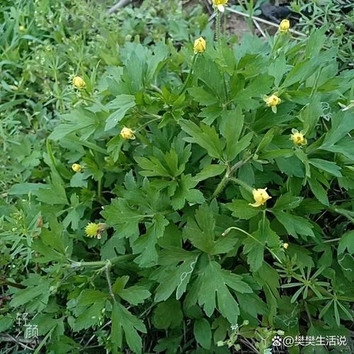 治牙疼的草药图片大全_哪些草药能快速止痛