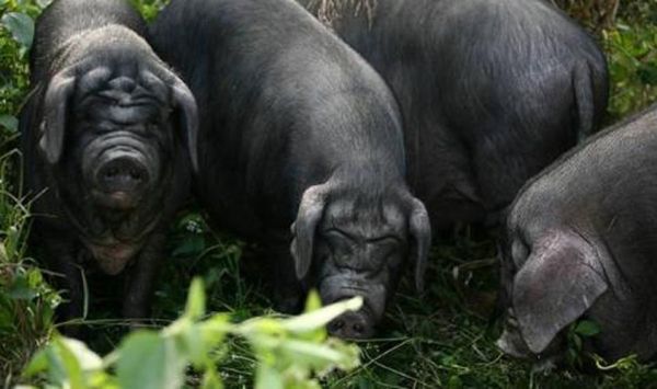 梦到黑猪是什么预兆_黑猪梦境解析