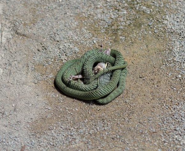 孕妇梦到绿蛇是儿是女_绿蛇生男生女准吗