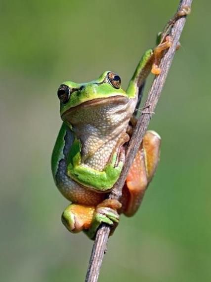 梦到抓青蛙是什么意思_梦见抓青蛙好不好