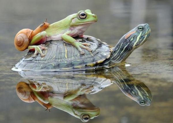 梦到抓青蛙是什么意思_梦见抓青蛙好不好