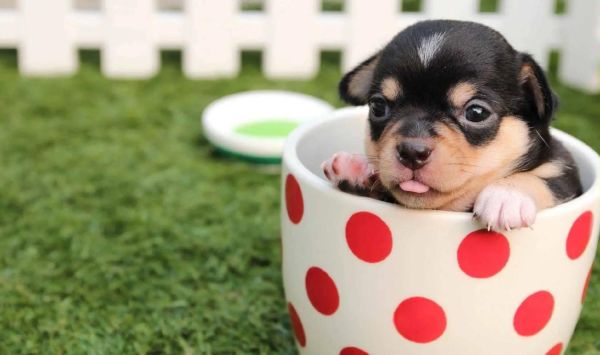 可爱动物图片大全_如何挑选萌宠壁纸