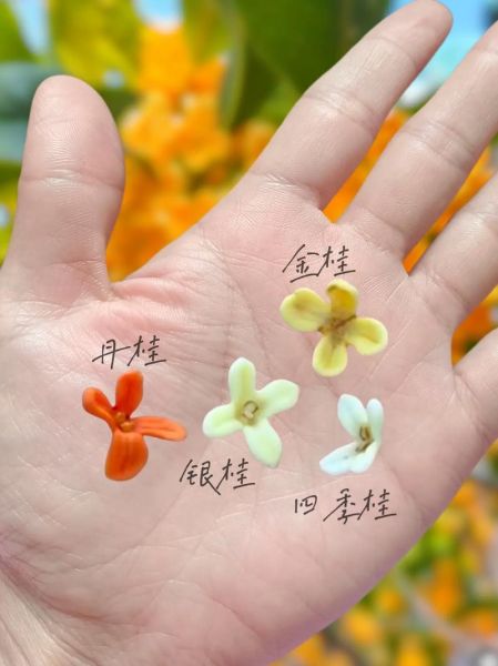 丹桂花树图片大全_丹桂品种怎么区分