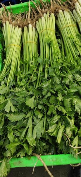 芹菜图片大全_芹菜种类有哪些