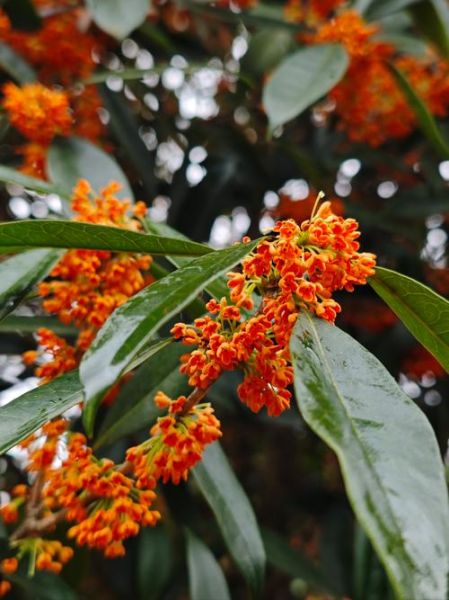 丹桂花树图片大全_丹桂品种怎么区分