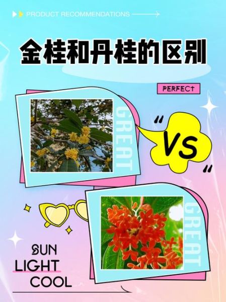 丹桂花树图片大全_丹桂品种怎么区分