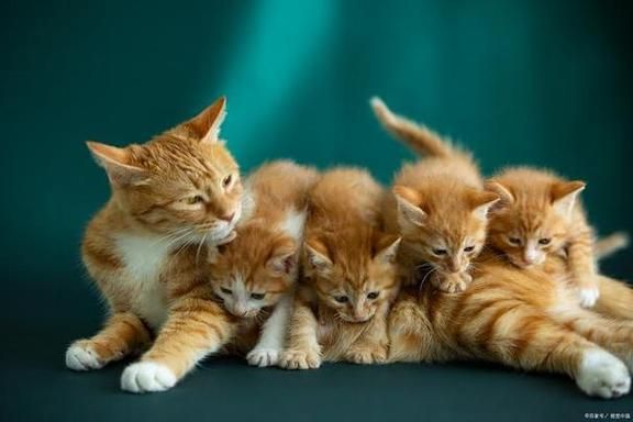 梦到好多猫是什么意思_猫群梦境解析